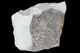 Plate Of Silurian Fossil Algae (Leveillites) - Estonia #102653-2